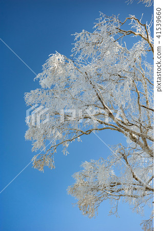寒冷的冬天冰 41539660