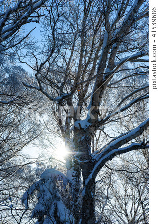 寒冷的冬天冰 41539686