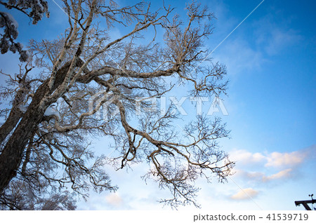 寒冷的冬天冰 41539719