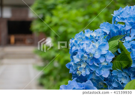 Hydrangeas and Japanese house at Meigetsu-in Temple in Kamakura 41539930