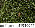 Moss plants 41540022