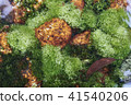 In the moss 41540206