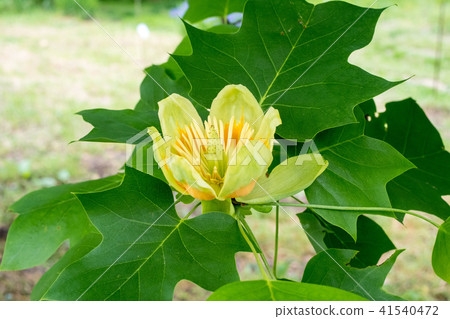 花卉稱為“鬱金香nooki”類似於鬱金香花，“yurinoki”或“hantenoku” 41540472