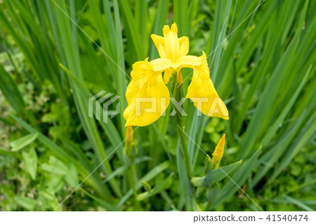 在Kishland開花的黃色虹膜的“Kishoubu” 在Kishland開花的黃色虹膜的“Kishoubu” 41540474