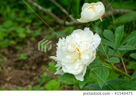 每年白花盛開“Shakuyaku” 每年白花盛開“Shakuyaku” 41540475