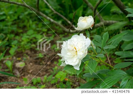 每年白花盛開“Shakuyaku” 每年白花盛開“Shakuyaku” 41540476