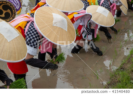 Saotome at the time of Hanada planting festival 41540480