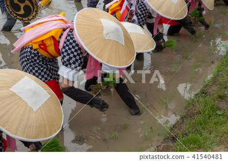 Saotome at the time of Hanada planting festival 41540481