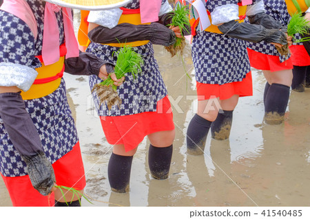 Hanada種植節日時的Saotome 41540485