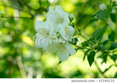 "Baikatogi" that makes beautiful white petals every year bloom every year 41540519
