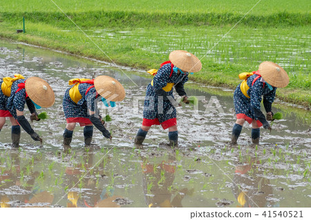 Saotome at the time of Hanada planting festival 41540521