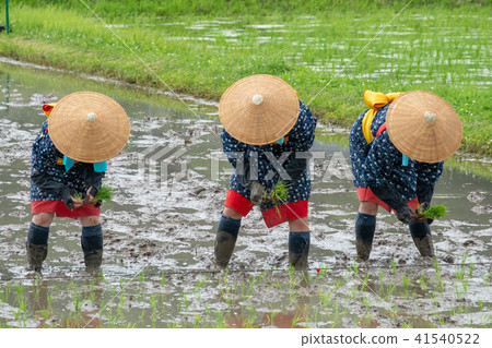 Saotome at the time of Hanada planting festival 41540522