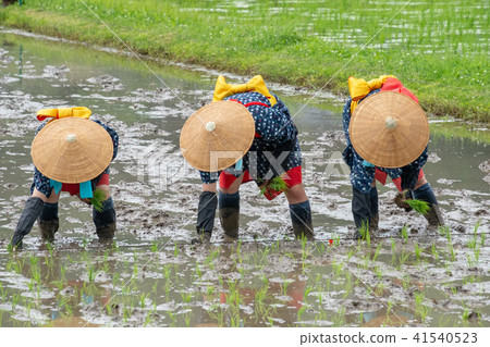 Saotome at the time of Hanada planting festival Saotome at the time of Hanada planting festival 41540523