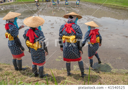Saotome at the time of Hanada planting festival Saotome at the time of Hanada planting festival 41540525