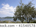 Shodoshima Olive b 41540578