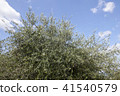 Shodoshima Olive c 41540579