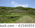 Shodoshima Senjita a 41540959