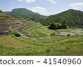 Shodoshima Senjita b 41540960