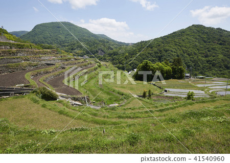 Shodoshima Senjita b Shodoshima Senjita b 41540960