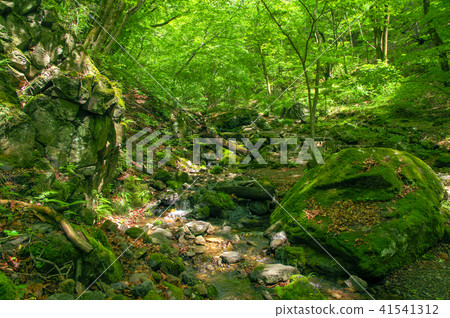 Mitake mountain rock garden of fresh green Mitake mountain rock garden of fresh green 41541312