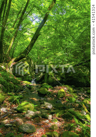 Mitake山新鮮的綠色岩石庭院 41541314