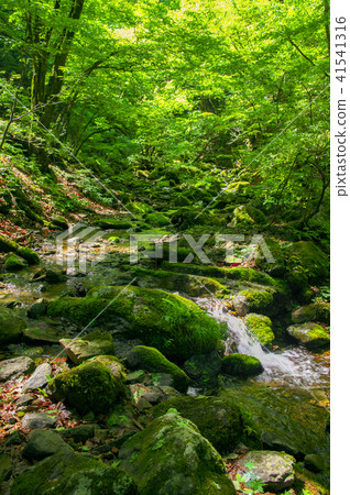 Mitake山新鮮的綠色岩石庭院 41541316