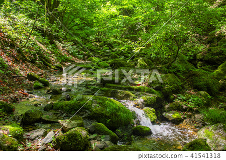 Mitake山新鮮的綠色岩石庭院 41541318