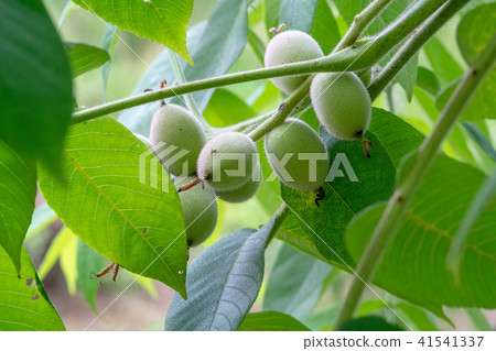 Every year in early summer "fruit of walnut" 41541337