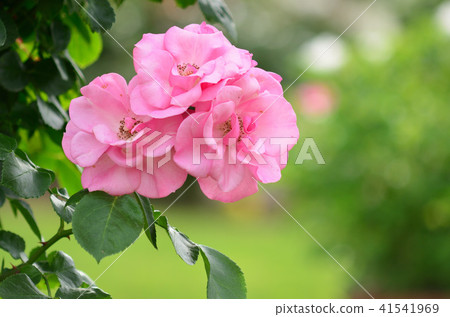 Spring roses 41541969