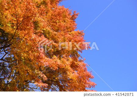 Tokorozen Naganuma Park八王子市 41542071