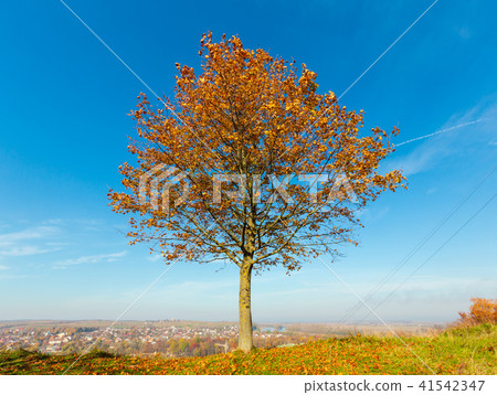 Lonely autumn maple tree Lonely autumn maple tree 41542347