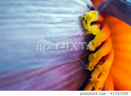 Silver bluggoe banana blossom 41542508