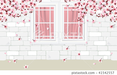 white wall and windows with cherry blossom flowers 41542557