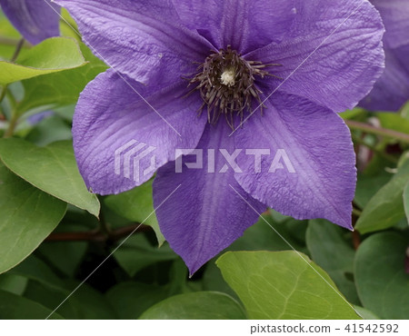 Clematis purple flower up Clematis purple flower up 41542592