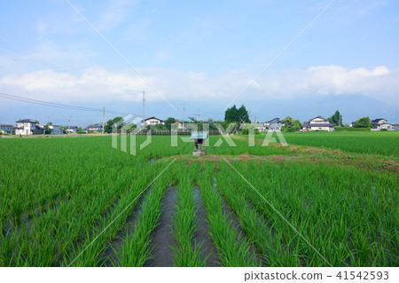 信仰和農業稻田和小神社安曇野 41542593
