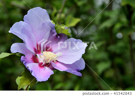 Mukuge (purple cup) 41542843