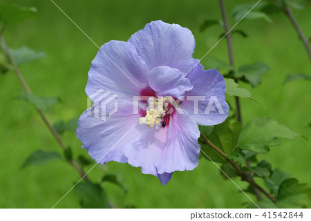 Mukuge (purple cup) 41542844