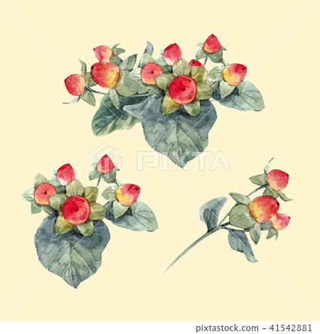 Watercolor hypericum vector berries 41542881