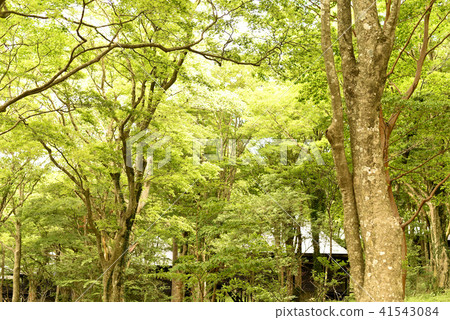 Lakeside interaction garden fresh green Lakeside interaction garden fresh green 41543084