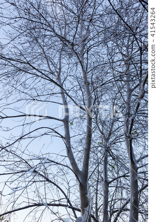 Bird cherry ermine web Bird cherry ermine web 41543264