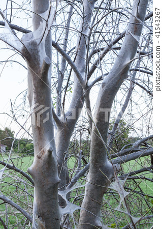 Bird cherry ermine web 41543267