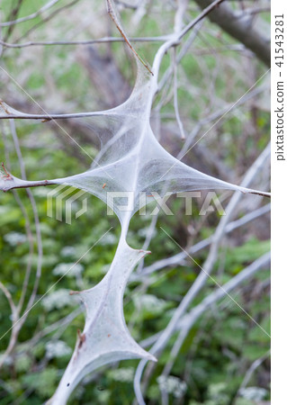 Bird cherry ermine web Bird cherry ermine web 41543281