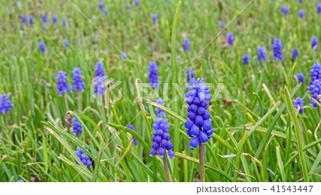 A crowd of lovely and beautiful blue purple muskels 41543447