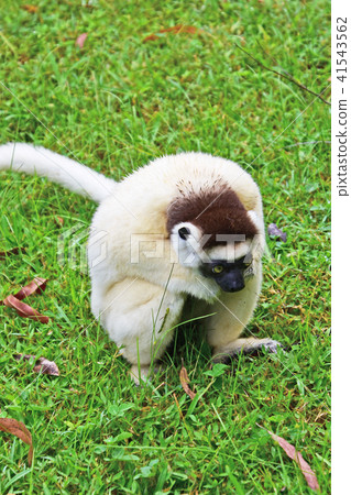 Bellow Sifaka Bellow Sifaka 41543562