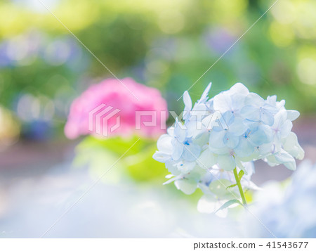 在綾瀨市Yabune公園的繡球花 在綾瀨市Yabune公園的繡球花 41543677