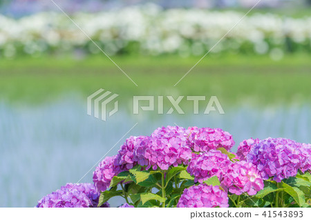 Hydrangea of the opening town 41543893