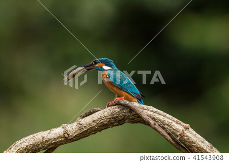 翠鳥,鳥,魚狗 翠鳥,鳥,魚狗 41543908