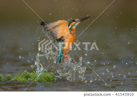 翠鳥,鳥,魚狗 翠鳥,鳥,魚狗 41543910