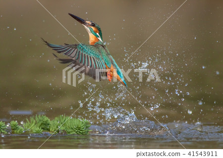 Kingfisher, bird, fish dog Kingfisher, bird, fish dog 41543911