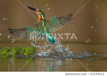 翠鳥,鳥,魚狗 翠鳥,鳥,魚狗 41543912